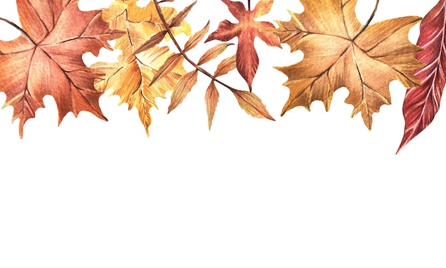 Modelo de cartão postal de aquarela Folhas de outono Maple oak rowan e outras folhas Quadro
