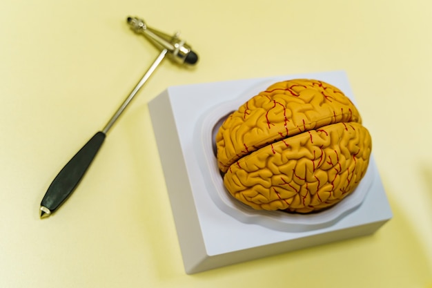 Modelo de cérebro humano em cima da mesa. Anatomia do cérebro humano. Renderização 3D. Neurosurgery hummer.
