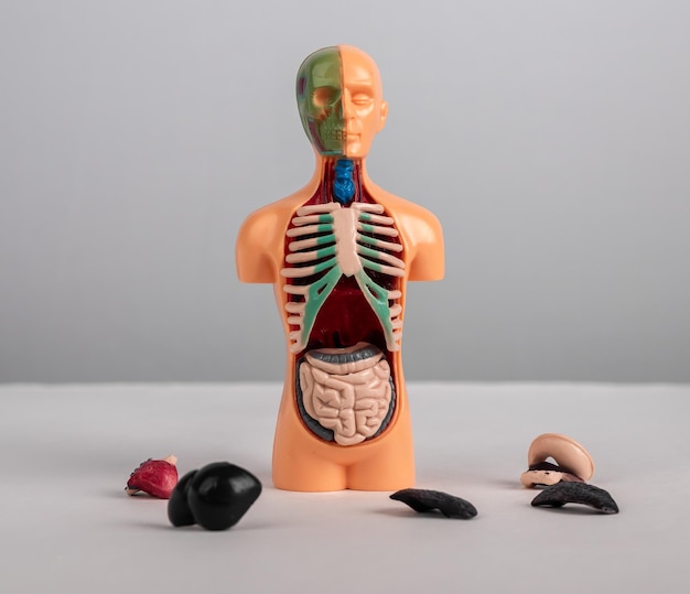 Modelo de corpo humano Exame médico exame de saúde doenças ou conceito de doação de órgãos Estudo de anatomia de educação em medicina