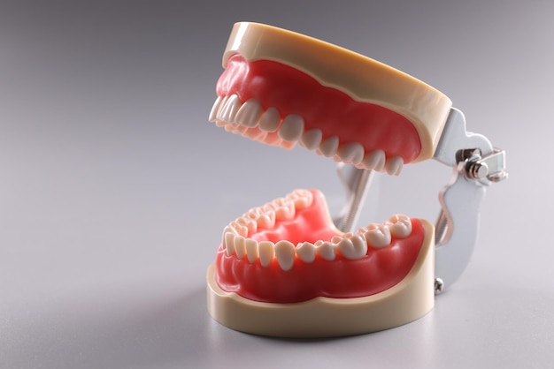 Modelo de dente com foco nos dentes, modelo dentário ortodôntico ou mandíbula humana