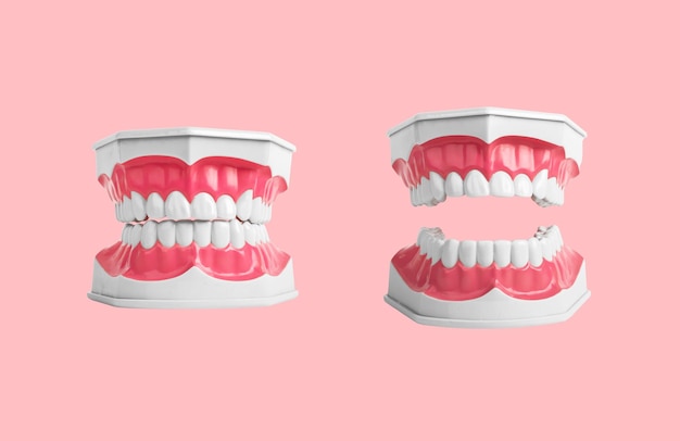 Modelo de dentes de mandíbulas abertas e fechadas em fundo rosa