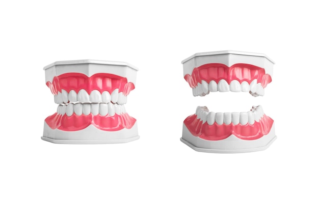 Modelo de dentes de mandíbulas abertas e fechadas isolado no fundo branco