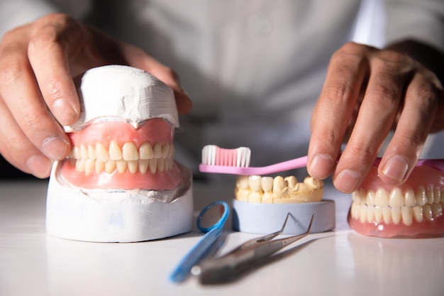 Modelo de dentes e gengivas de um dentista