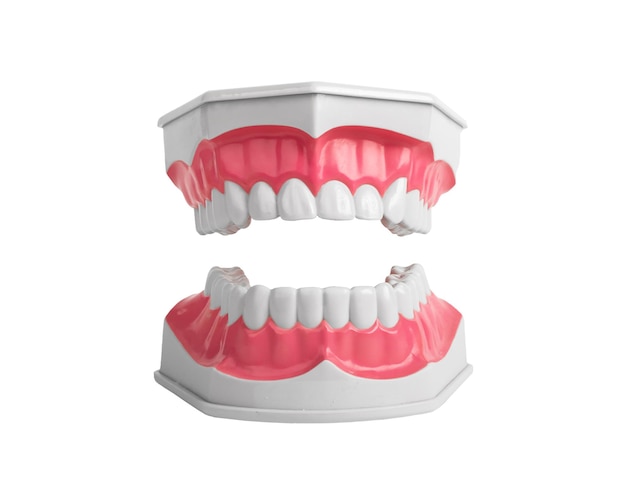 Modelo de mandíbula aberta com dentes superiores e inferiores Dente branco isolado no fundo branco Conceito de odontologia