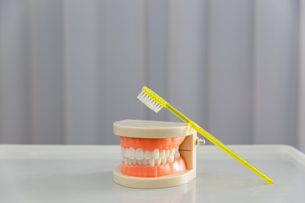Modelo de mandíbula dentária de dentes limpos e escova de dente amarela em fundo cinza