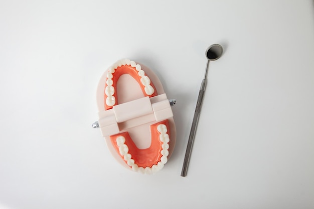 Modelo de mandíbula humana com dentes e espelho de exame dentário em fundo branco Tratamento dentário