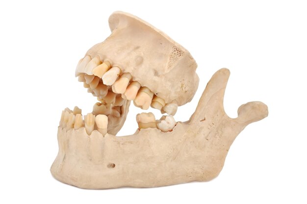 Modelo de mandíbula humana