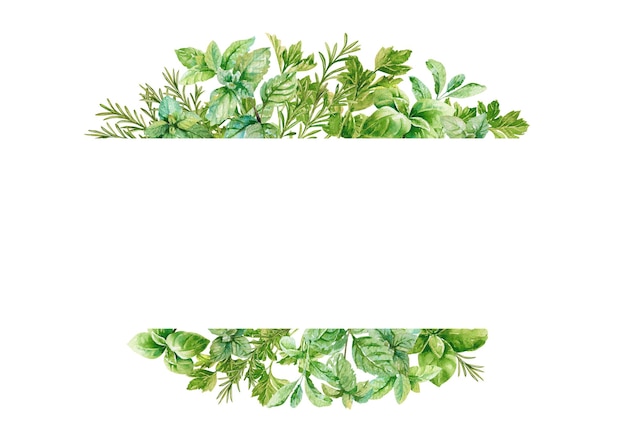 Modelo de moldura de ervas culinárias Perzelinho fresco, hortelã, manjericão, alecrim, aquarela, ramos e folhas