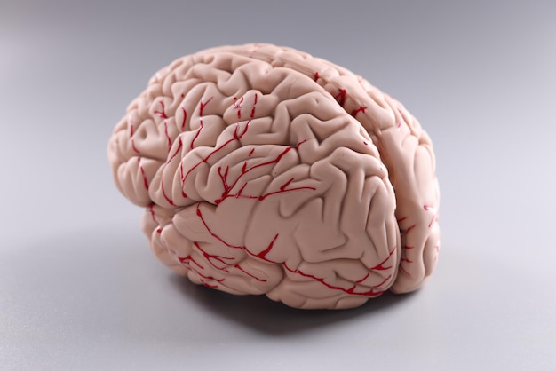 Modelo de plástico artificial do cérebro humano em fundo cinza