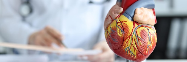 Modelo de plástico artificial do coração humano em pé contra o fundo do cardiologista closeup