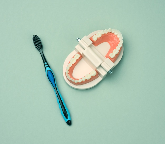 Modelo de plástico de uma mandíbula humana com dentes e escova de dentes brancos, higiene oral, vista superior