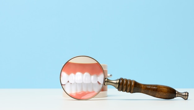 Modelo de uma mandíbula humana com dentes brancos e uma lupa de madeira em uma mesa branca. Diagnóstico precoce, higiene bucal