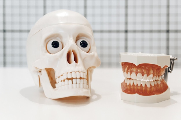 Foto modelo dental odontología clínica denal cráneo mandíbula humana