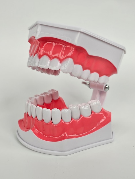 Modelo dental que muestra la estructura de los dientes humanos y el mecanismo de articulación con fines educativos