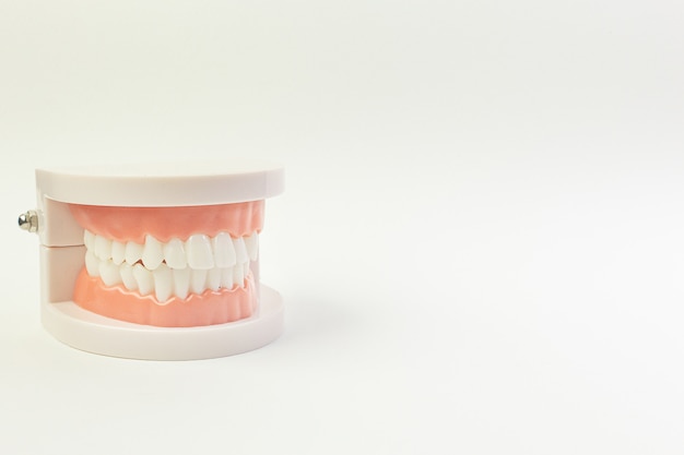 El modelo del diente en el fondo blanco para el contenido dental.