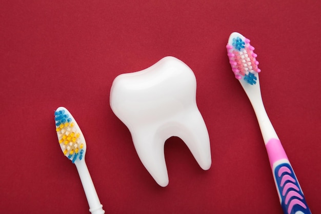 Modelo de diente sano blanco y cepillos de dientes sobre fondo rojo Concepto de cuidado dental y atención médica