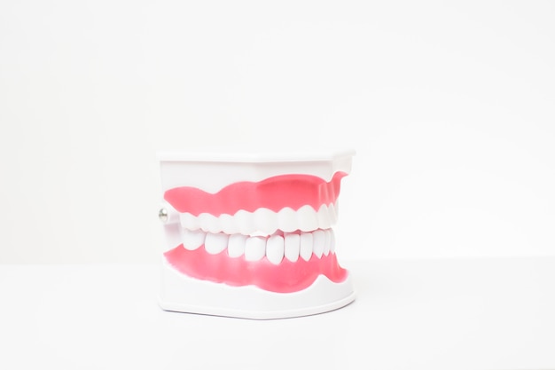 Modelo de dientes artificiales en mesa blanca