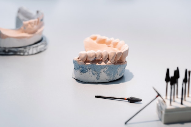 Modelo de dientes fabricado en yeso de mandíbula para protésicos dentales.