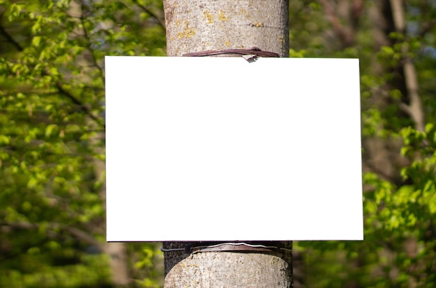 Modelo em uma árvore na floresta com maquete de fundo com copyspace