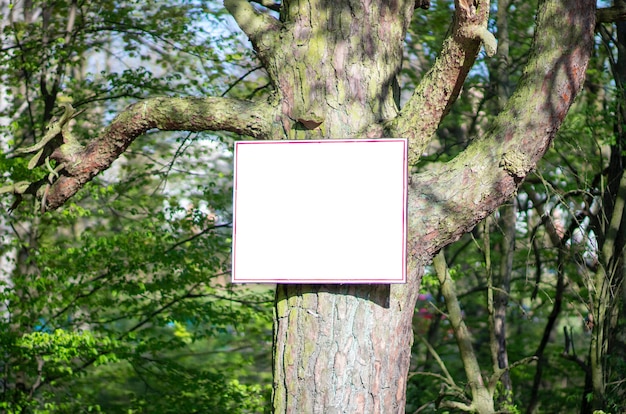 Modelo em uma árvore na floresta com maquete de fundo com copyspace