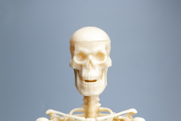 Foto modelo de esqueleto anatómico sistema esquelético sobre fondo gris