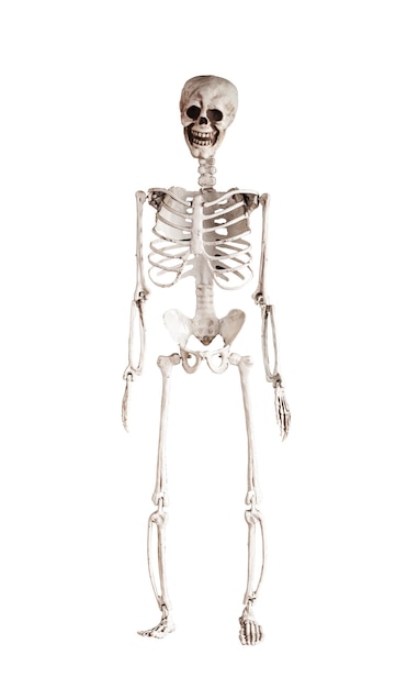 Foto modelo de esqueleto humano aislado sobre fondo blanco vista frontal estructura del cuerpo anatomía o concepto de vacaciones de halloween