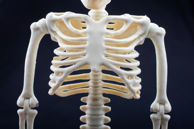 Modelo de esqueleto humano posando para la ciencia de la anatomía médica