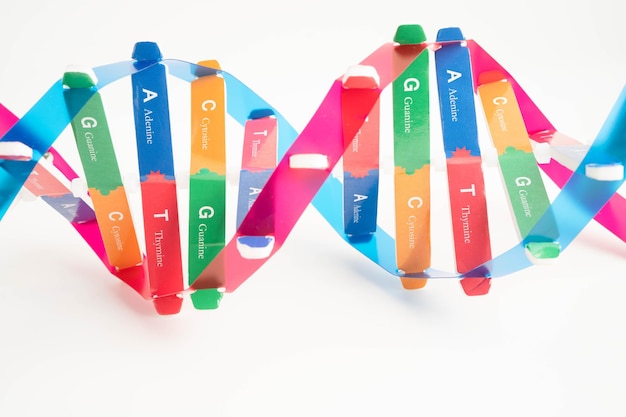 Modelo de estructura en espiral de la molécula de ADN aislado en fondo blanco cromosoma y gen ciencia química biología