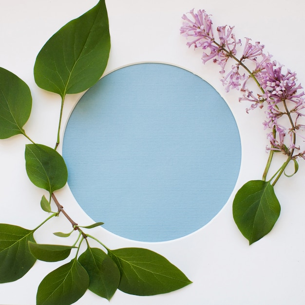 Modelo feito de folhas, florescendo flores lilás e uma moldura redonda sobre fundo branco