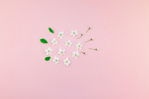Modelo de flores floreciente del cerezo blanco de la primavera