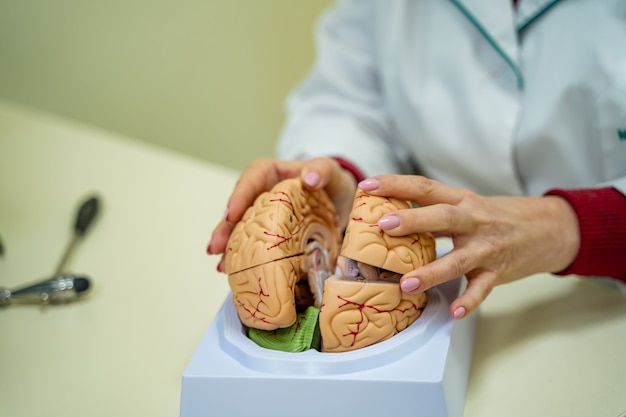 Modelo de funciones cerebrales para la educación. El doctor tiene en sus manos un modelo del cerebro humano.