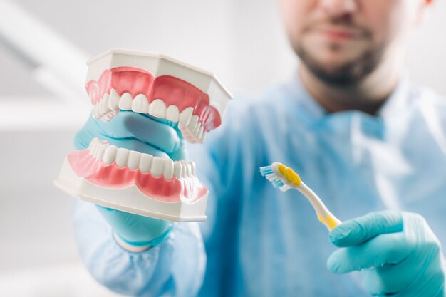 Un modelo de una mandíbula humana con dientes y un cepillo de dientes en la mano del dentista.