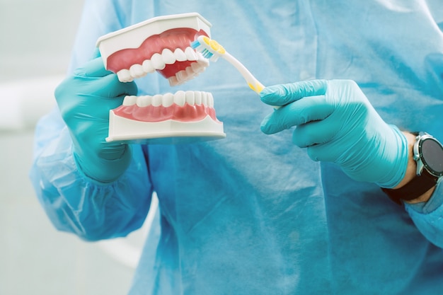 Un modelo de una mandíbula humana con dientes y un cepillo de dientes en la mano del dentista.