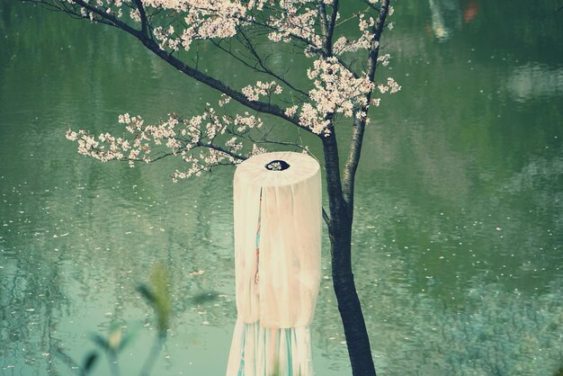 Foto modelo de moda de pie junto al cerezo en el parque