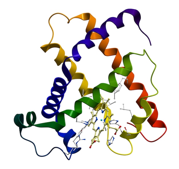 Foto modelo molecular de proteína mioglobina 3d