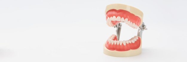 Modelo plástico anatômico de uma mandíbula aberta em um material educacional fechado de fundo branco para