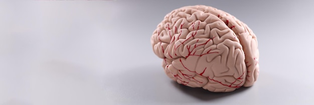 Modelo de plástico artificial del cerebro humano sobre fondo gris