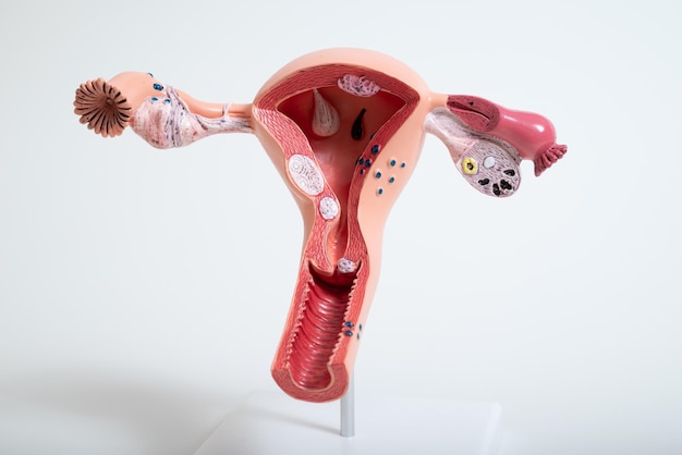 Modelo del sistema reproductor femenino aislado sobre un fondo blanco.