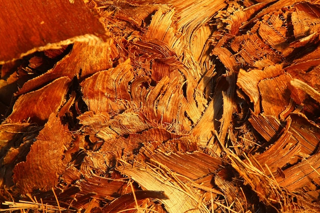 Modelo vazio de fundo abstrato de textura de madeira Tiro recortado de um fundo texturizado