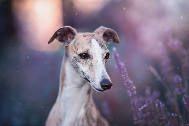 Modelo Whippet en lavanda