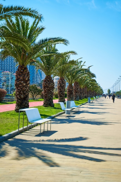 La moderna ciudad turística de Georgia Batumi. Una ordenada línea de palmeras en el terraplén.