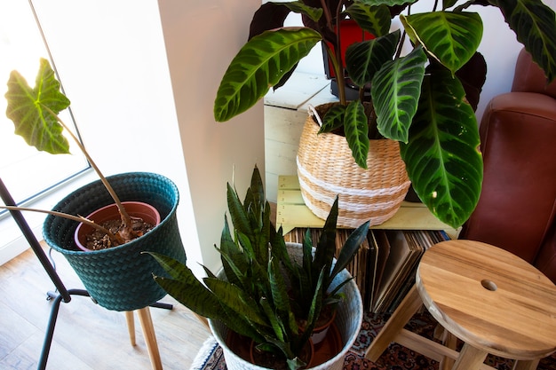 Moderne Gewächshauspflanzen Draufsicht im Wohnzimmer Retro-Design verschiedene Pflanzen