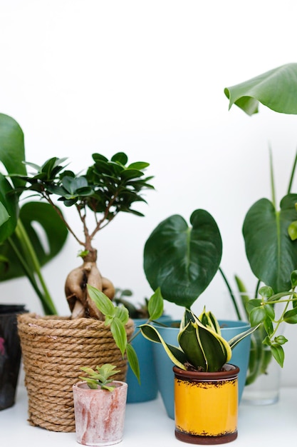 Moderne Komposition des Hausgartens füllte viele schöne Pflanzen in verschiedenen Designtöpfen Stilvolles botanisches Interieur Hausgartenkonzept