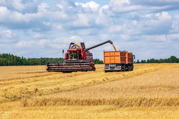 Moderne schwere Erntemaschinen entfernen das reife Weizenbrot auf dem Feld. Saisonale landwirtschaftliche Arbeit