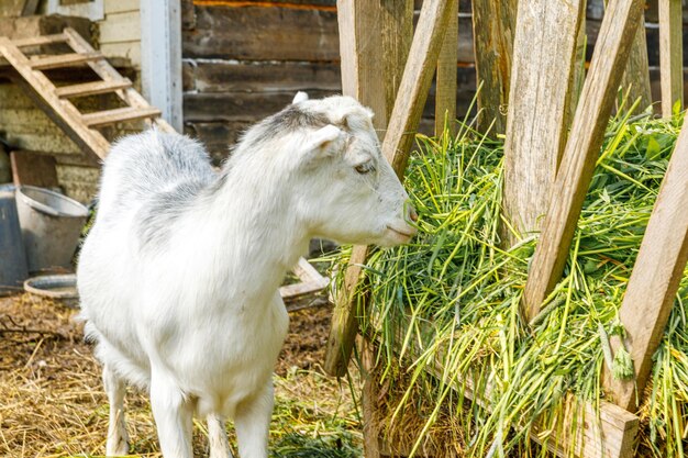 Moderne Tierhaltung süße Ziege entspannt sich im Hof auf dem Bauernhof im Sommertag Hausziegen grasen auf p...