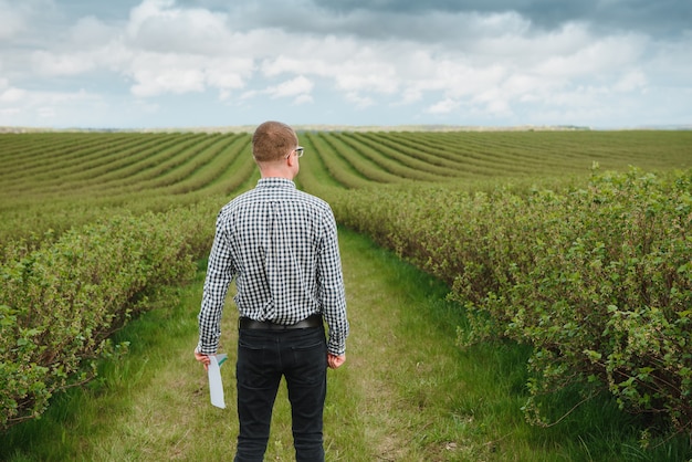 Moderner Agronom mit Ordner, der auf Johannisbeerfeld im Freien arbeitet