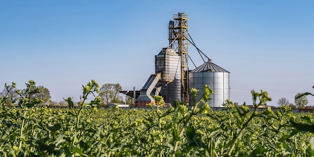 Moderner Granary-Elevator Silbersilos in Agroverarbeitungs- und Produktionsanlagen zur Verarbeitung, Trocknung, Reinigung und Lagerung von landwirtschaftlichen Produkten, Mehl, Getreide und Körnersaatgut-Reinigungslinie