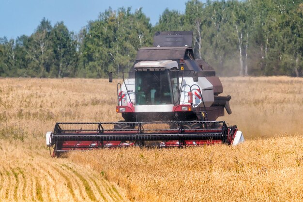 Moderner Mähdrescher, der an einem klaren, sonnigen Tag auf dem Feld arbeitet