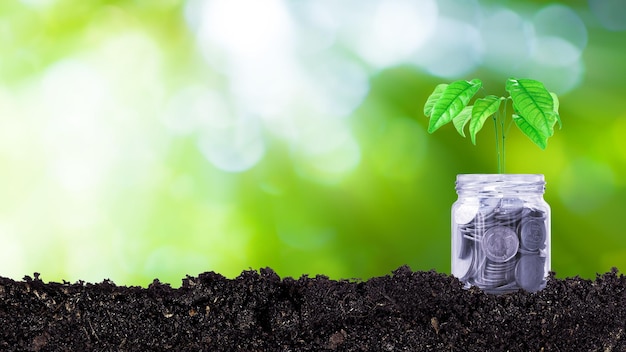 Moedas em frasco de vidro com planta em cima colocando no solo com luz solar bokeh fundo verde Idéias de investimento financeiro para lucros de crescimento futuro árvores crescendo em moedas