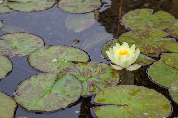 Moedas em uma lagoa de nenúfares (nymphaeaceae)